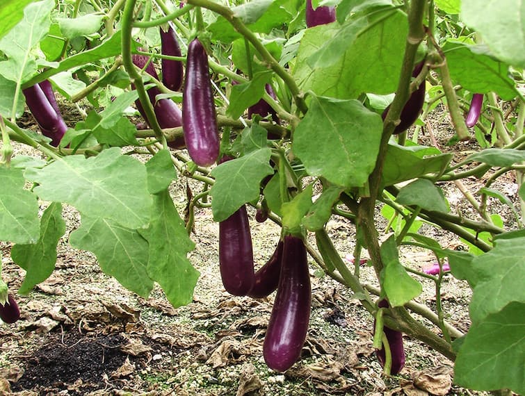Brinjal Cultivation: ઓછા સમયમાં બંપર નફો આપશે રિંગણની આ ત્રણ જાત, જાણો વધારે ઉત્પાદન લેવાની રીત Brinjal Cultivation: Know about Advanced Varieties of Brinjal and farmers can earn more money Brinjal Cultivation: ઓછા સમયમાં બંપર નફો આપશે રિંગણની આ ત્રણ જાત, જાણો વધારે ઉત્પાદન લેવાની રીત