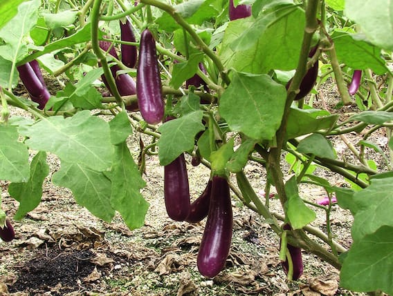 Brinjal Cultivation: ઓછા સમયમાં બંપર નફો આપશે રિંગણની આ ત્રણ જાત, જાણો વધારે ઉત્પાદન લેવાની રીત