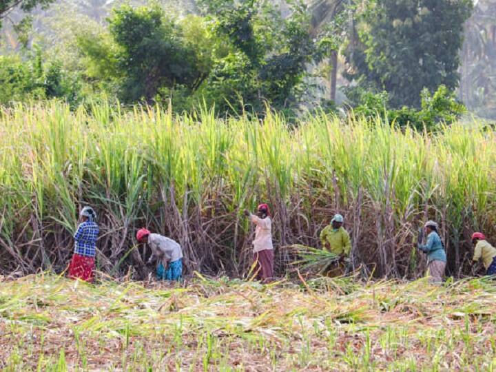 maharashtra News Aurangabad The sugarcane season will start early this year Relief to sugarcane farmers Aurangabad: ऊस उत्पादक शेतकऱ्यांची चिंता मिटली, यावर्षी गळीत हंगाम लवकर सुरु होणार; सहकार मंत्र्याची माहिती