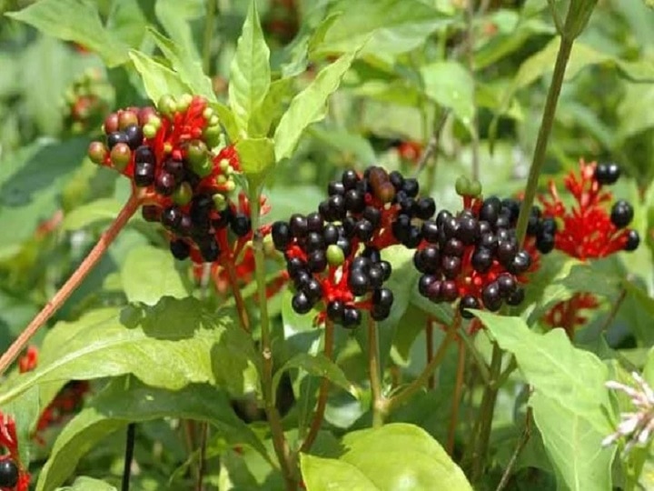 Herbal Farming: जहरीले दंश को चुटकियों में खत्म कर देगा सर्पगंधा, इसकी जैविक खेती से होगा लाखों का मुनाफा