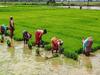 Rice Sowing : यंदा भात लागवडीत घट, 5 ऑगस्टपर्यंत लागवड 13 टक्क्यांनी घटली