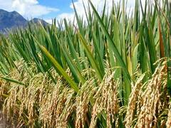 किसानों की टेंशन खत्म, अब इस राज्य में 1 october से होगी धान खरीद