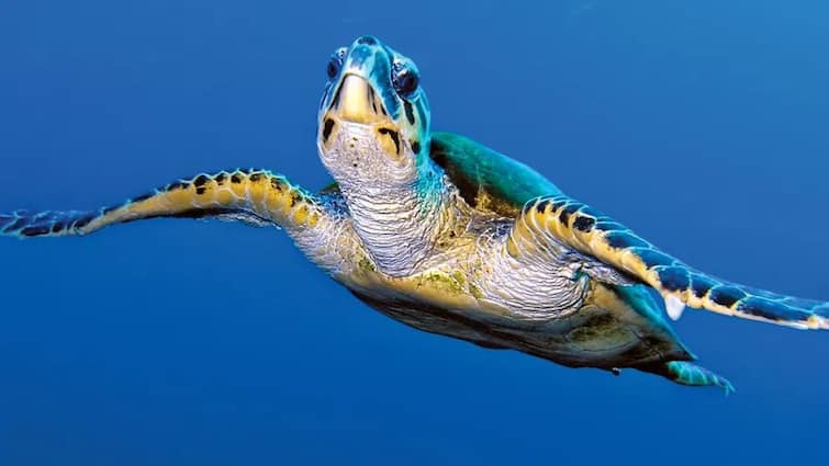 Climate Change: Not a single male turtle has been born for 4 years in Florida, the reason for this is increasing heat. Climate Change : ਅਮਰੀਕਾ ਦੇ ਫਲੋਰੀਡਾ 'ਚ 4 ਸਾਲਾਂ ਤੋਂ ਪੈਦਾ ਨਹੀਂ ਹੋਇਆ ਇਕ ਵੀ ਨਰ ਕੱਛੂ, ਇਸ ਦਾ ਕਾਰਨ ਵਧਦੀ ਗਰਮੀ