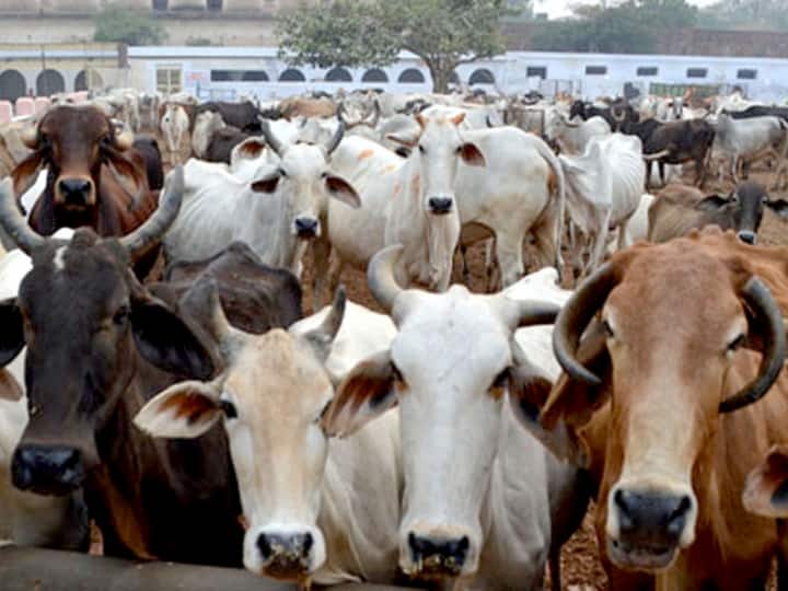 Gujarat Lumpy skin disease kills 131 more cattle number rises to 2633 Lumpy Skin Disease: गुजरात में जारी है लम्पी स्किन डिजीज का कहर, 131 और मवेशियों की मौत, संख्या बढ़कर हुई 2,633