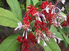 Herbal Farming: जहरीले दंश को चुटकियों में खत्म कर देगा सर्पगंधा, इसकी जैविक खेती से होगा लाखों का मुनाफा