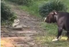 ਕੀ ਤੁਸੀਂ ਕੁੱਤੇ ਅਤੇ ਸੱਪ ਵਿਚਕਾਰ ਇੰਨੀ ਭਿਆਨਕ ਲੜਾਈ ਦੇਖੀ ਹੈ? ਵੇਖੋ Video