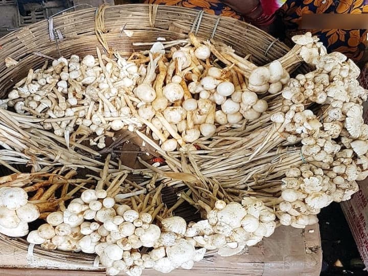 Ambikapur wild khukri is being sold more expensive than mutton in Chhattisgarh ANN Ambikapur News: अंबिकापुर में मटन से महंगा बिक रहा जंगली खुखड़ी, कोचिये की मनमानी से बढ़ रहे दाम