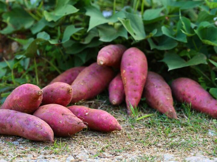 health benefits of sweet potato in winter to prevent breathing issues weak immunity and poor digestion Sweet Potato: आ गया है मौसम, किन लोगों को जरूर खाना चाहिए स्वीट पोटैटो यहां जानें