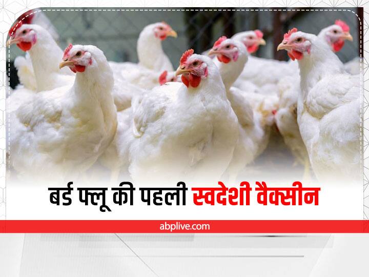 Scientists launched first indigenous vaccine of Bird flu danger will be removed in 3 doses Poultry Farming First Bird Flue Vaccine: मुर्गियों के ऊपर बड़ा संकट टला! वैज्ञानिकों ने लॉन्च की बर्ड फ्लू की पहली स्वदेशी वैक्सीन, 3-3 डोज में दूर होगा खतरा