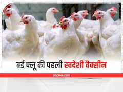 First Bird Flue Vaccine: मुर्गियों के ऊपर बड़ा संकट टला! वैज्ञानिकों ने लॉन्च की बर्ड फ्लू की पहली स्वदेशी वैक्सीन, 3-3 डोज में दूर होगा खतरा