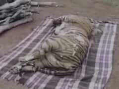Tiger Death : నల్లమలలో పులులపై వేటగాళ్ల పంజా - పాపం ఆ పెద్దపులిని ..