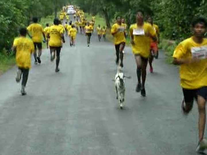 पण यावेळी स्पर्धेतील स्पर्धकांपेक्षा जास्त लक्ष वेधलं ते एका बकरीने.