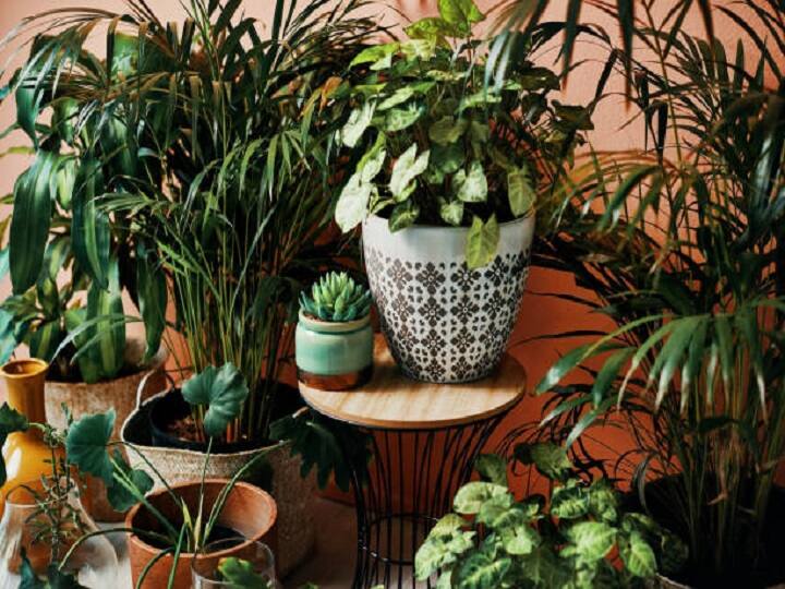 indoor plants will make house pollution free eliminate poisonous air and insects Urban Farming: घर को प्रदूषण मुक्त बनायेंगे ये 4 पौधे, चुटकियों में होगा जहरीली हवा और कीड़ों का सफाया