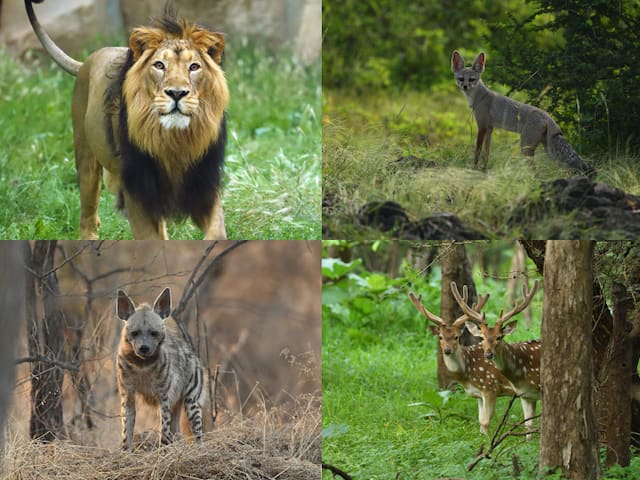 Gir National Park: Unseen Pictures Of Rare Animals, Famous For Many Things  Including Asiatic Lions | Gir National Park: दुर्लभ जानवरों से भरे गिर  नेशनल पार्क की अनदेखी तस्वीरें, एशियाई शेरों ...