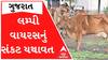 રાજ્યમાં લમ્પી વાયરસથી હાહાકાર, છેલ્લા 24 કલાકમાં કેટલા થયા મોત?