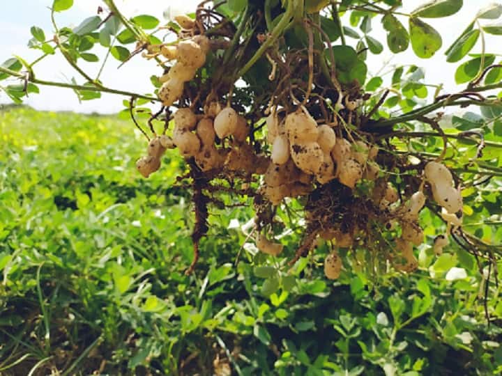 identify the symptoms and control Pest-diseases who secretly attack the groundnut peanut crop Crop Management: मूंगफली की फसल पर चुपके से अटैक करते हैं कीट-रोग, इस तरह लक्षणों को पहचानकर करें समाधान