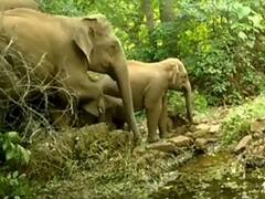 Sindhudurg News : तिलारी खोऱ्यात हत्तींचा धूमाकूळ, भात शेतीच मोठं नुकसान, शेतकरी चिंतेत