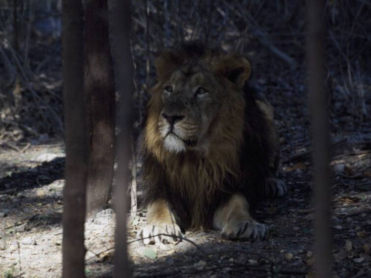 World Lion Day 2022 History Significance Of World Lion Day Day Conserving Asiatic Lions Population Of Lions In India World Lion Day 2022: History, Significance Of The Day Aimed At Conserving 'King Of The Jungle'