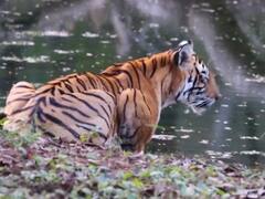 Bundi News: रामगढ़ सेंचुरी में चार दिनों से बाघ गायब, वन विभाग के कर्मचारियों के हाथ पैर फूले