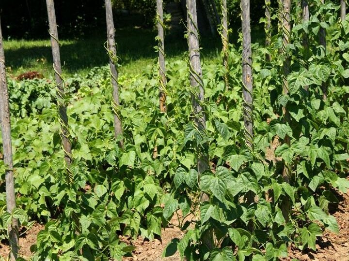 Beans Cultivation: इस खेती से मिलेगा 5 लाख रुपये का शुद्ध मुनाफा, 80 दिनों तक 150 क्विंटल उत्पादन ले पायेंगे