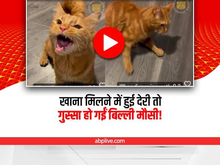 Watch: खाना देर से मिलने पर बिल्ली को आता है गुस्सा, करती है शिकायत, देखिए ये मजेदार वीडियो pet cat getting angry for getting food late funny viral video on social media Watch: खाना देर से मिलने पर बिल्ली को आता है गुस्सा, करती है शिकायत, देखिए ये मजेदार वीडियो