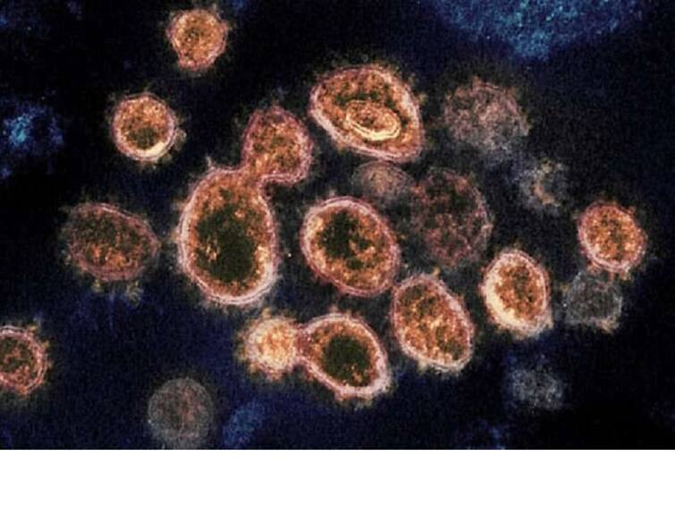 Zoonotic Langya virus found in China, 35 infected so far, Know all details Zoonotic Langya virus: ચીનમાં મળ્યો વધુ એક ખતરનાક વાયરસ, જાણો કેટલો છે ખતરનાક