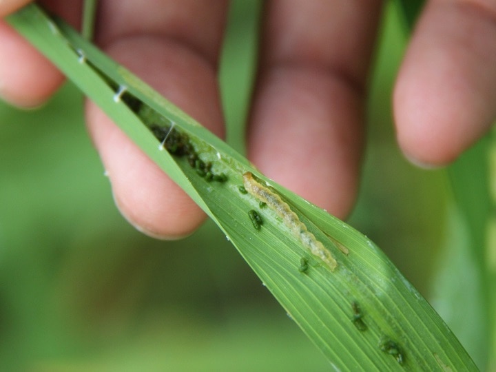 Disease Control in Paddy: धान के खेतों में फिर बढ़ सकता है पुराना खतरा, खेतों में खड़े-खड़े ही खराब हो जाती है फसल