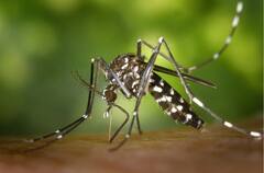 Dengue: সাধারণ জ্বর নাকি ডেঙ্গিতে আক্রান্ত? কীভাবে বুঝবেন?