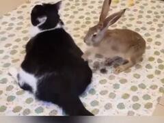 Viral Video: ਖਰਗੋਸ਼ ਤੋਂ ਮਸਾਜ ਕਰਾਉਣ ਦੀ ਬਿੱਲੀ ਦੀ ਵੀਡੀਓ ਵਾਇਰਲ, ਨਹੀਂ ਵੇਖੀ ਹੋਵੇਗੀ ਕਿਸੇ ਜਾਨਵਰ ਦੀ ਅਜਿਹੀ ਅਮੀਰੀ