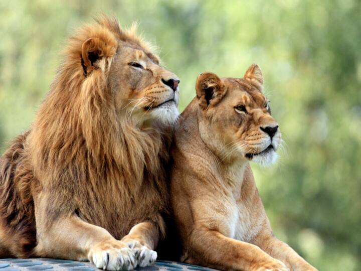 World Lion Day 2022: Date, History and Significance of 'King of the Jungle' World Lion Day 2022: உலக சிங்கங்கள் தினம் : அழிந்து வரும் பட்டியலில் சிங்கங்கள் ! இந்த தினத்தின் நோக்கம் இதுதான்!