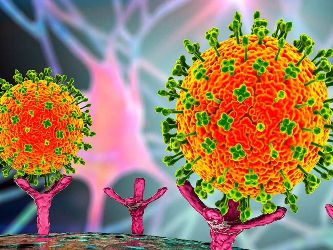 Zoonotic Langya Virus: కరోనాలాగే లాంగ్యా వైరస్ కూడా ప్రపంచాన్ని వణికిస్తుందా? లక్షణాలు ఎలా ఉంటాయంటే Will Langya virus shake the world like Corona? What are the symptoms? Zoonotic Langya Virus: కరోనాలాగే లాంగ్యా వైరస్ కూడా ప్రపంచాన్ని వణికిస్తుందా? లక్షణాలు ఎలా ఉంటాయంటే