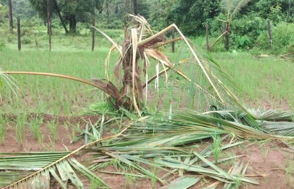 Sindhudurg News : तिलारी खोऱ्यात हत्तींचा धूमाकूळ, भात शेतीच मोठं नुकसान, शेतकरी चिंतेत