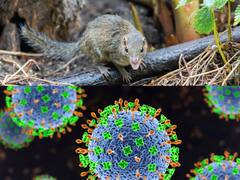 Explained: What Is Langya Henipavirus? All About The Zoonotic Virus Outbreak Confirmed In China