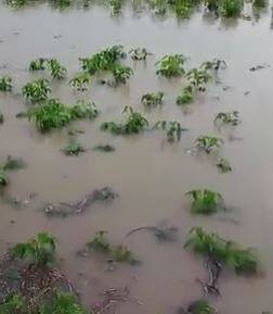 शेती पिकांचे नुकसान