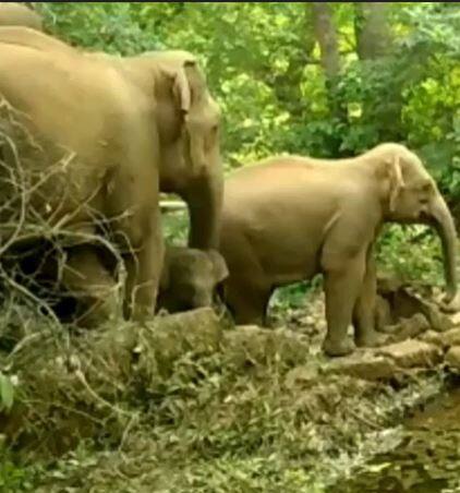 तिलारी खोऱ्यात हत्तींचा धूमाकूळ