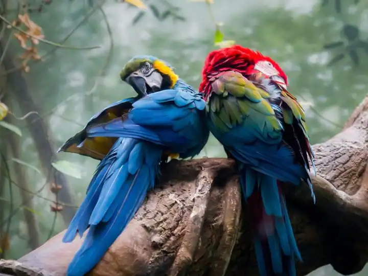United Nation report says 123 out of 356 species of parrots reached the verge of extinction United Nations: ਤੋਤੇ ਦੀ ਮਿੱਠੀ ਬੋਲੀ ਸੁਣਨ ਨੂੰ ਤਰਸਣਗੇ ਲੋਕ,  ਅਲੋਪ ਹੋਣ ਦੀ ਕਗਾਰ 'ਤੇ ਪਹੁੰਚੀਆਂ 356 'ਚੋਂ 123 ਪ੍ਰਜਾਤੀਆਂ