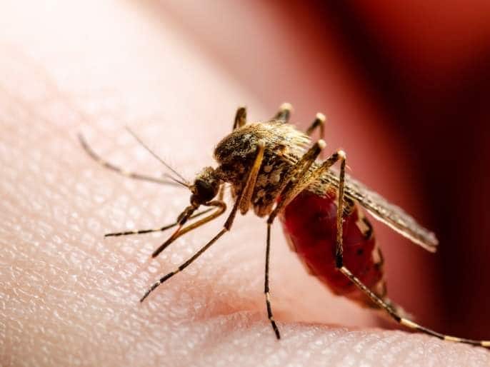 Maharashtra News Nashik News Increase in dengue cases in August in Nashik Nashik News : नाशिककरांना डेंग्यूचा डंख, ऑगस्टच्या पहिल्याच आठवड्यात 21 रुग्ण