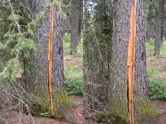 Weird News: ਰੁੱਖ ਵੀ ਸਾਹ ਲੈਂਦੇ, ਪਰ ਕੀ ਕਦੇ ਕਿਸੇ ਨੇ ਅਜਿਹਾ ਹੁੰਦਾ ਦੇਖਿਆ? ਵਾਇਰਲ ਵੀਡੀਓ ਨੇ ਕਰ ਦਿੱਤਾ ਹੈਰਾਨ