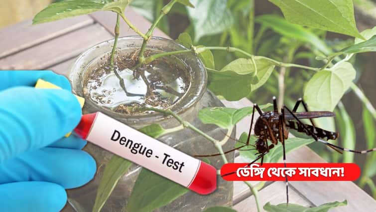 ABP live exclusive Dengue Fever Symptoms, Causes, and Treatments all you Need to Know ABP Exclusive: জ্বর ছেড়ে গেলেও ডেঙ্গি থেকে নিশ্চিন্ত নয়! কোন লক্ষণ দেখেই চিনবেন