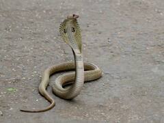 Dausa Snake Case: दौसा में सांप काटने से लगा शॉक और शख्स की हो गई थी मौत, अब बीमा कंपनी को देना होगा 10 लाख रुपये