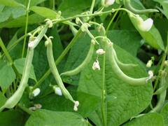 Beans Cultivation: इस खेती से मिलेगा 5 लाख रुपये का शुद्ध मुनाफा, 80 दिनों तक 150 क्विंटल उत्पादन ले पायेंगे