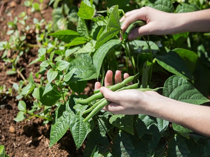 Beans Cultivation: इस खेती से मिलेगा 5 लाख रुपये का शुद्ध मुनाफा, 80 दिनों तक 150 क्विंटल उत्पादन ले पायेंगे