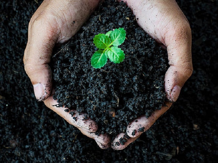 Bio Fertilizer: किसानों को मालामाल बना सकते हैं ये चुनिंदा बायो-फर्टिलाइजर, खेत-खलिहानों में बढायेंगे हरियाली