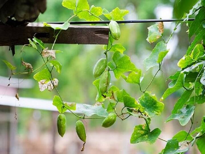 Kundru Cultivation: कम समय में मालामाल बना सकता है साधारण सा कुंदरू, खेती के लिये अपनायें ये खास तरीका scientific cultivation of Kundru helps to get profitable income to the farnmer in Short time Kundru Cultivation: कम समय में मालामाल बना सकता है साधारण सा कुंदरू, खेती के लिये अपनायें ये खास तरीका