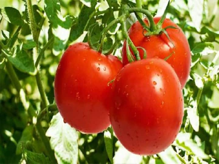 Tomato arrivals reduced due to rains, prices increased by Rs 10-15 Tomato Price : परतीच्या पावसामुळं टोमॅटोची आवक घटली, दरात 10 ते 15 रुपयांची वाढ