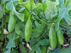 अरे वाह! एक बार बुवाई में सालों तक फल देती रहती है ये फसल.. होती है लाखों की कमाई