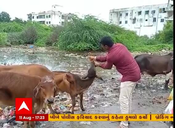 વડોદરાના કરજણમાં ગૌ રક્ષક ટીમ દ્રારા ગાયોને ખવડાવામાં આવ્યા આયુર્વેદિક લાડુ