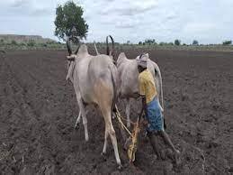 Tamil Nadu Paddy Farmers Express Concern Over Revoking Free Power Tamil Nadu: Paddy Farmers Express Concern Over Revoking Free Power