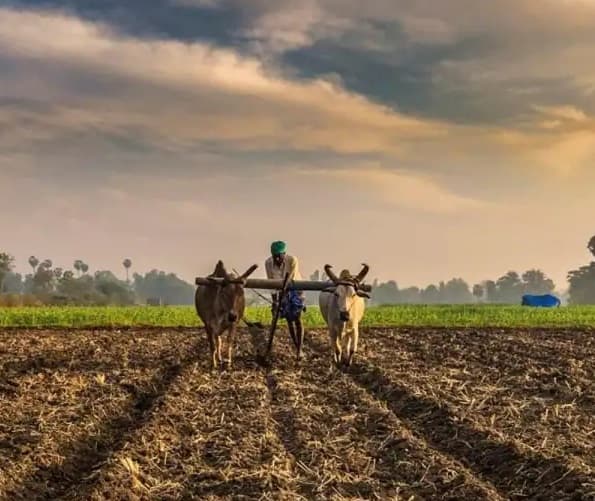 Natural Farming: Earn lakhs of rupees by farming in zero budget Natural Farming: ઝીરો બજેટમાં કમાવો લાખો રૂપિયાનો નફો, પૈસા ખર્ચા વિના ખેતી કરી મેળવો બમ્પર ઉત્પાદન