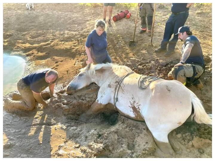 firefighters rescuing a horse stuck in deep mud winning internet viral video on social media Viral Video: घोड़े को बचाने के लिए दमकलकर्मियों ने किया ये काम, देखिए वायरल विडियो